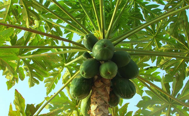 Papaya tree in a pot