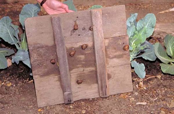 Using wooden boards to attract slugs