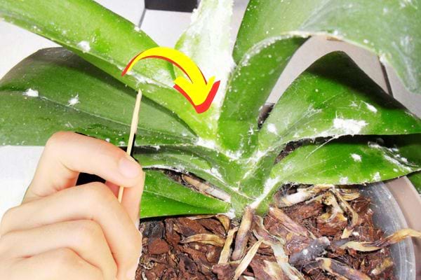 A person using a toothpick to remove mealybugs from a plant