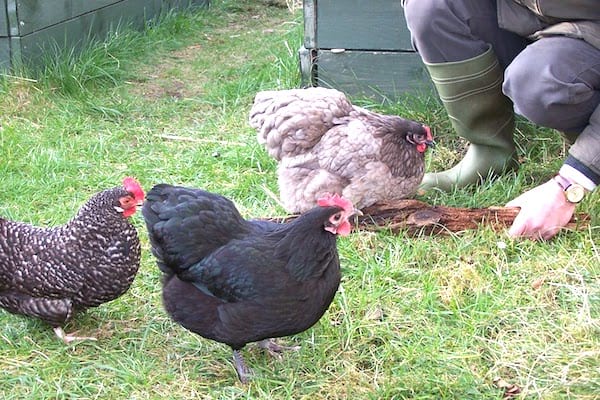 Letting chickens eat slugs in the vegetable garden