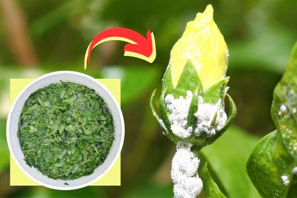 Nettle manure to remove mealybugs from a plant