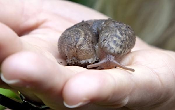 Handpicking slugs to keep them away