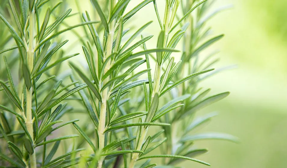 Rosemary branch