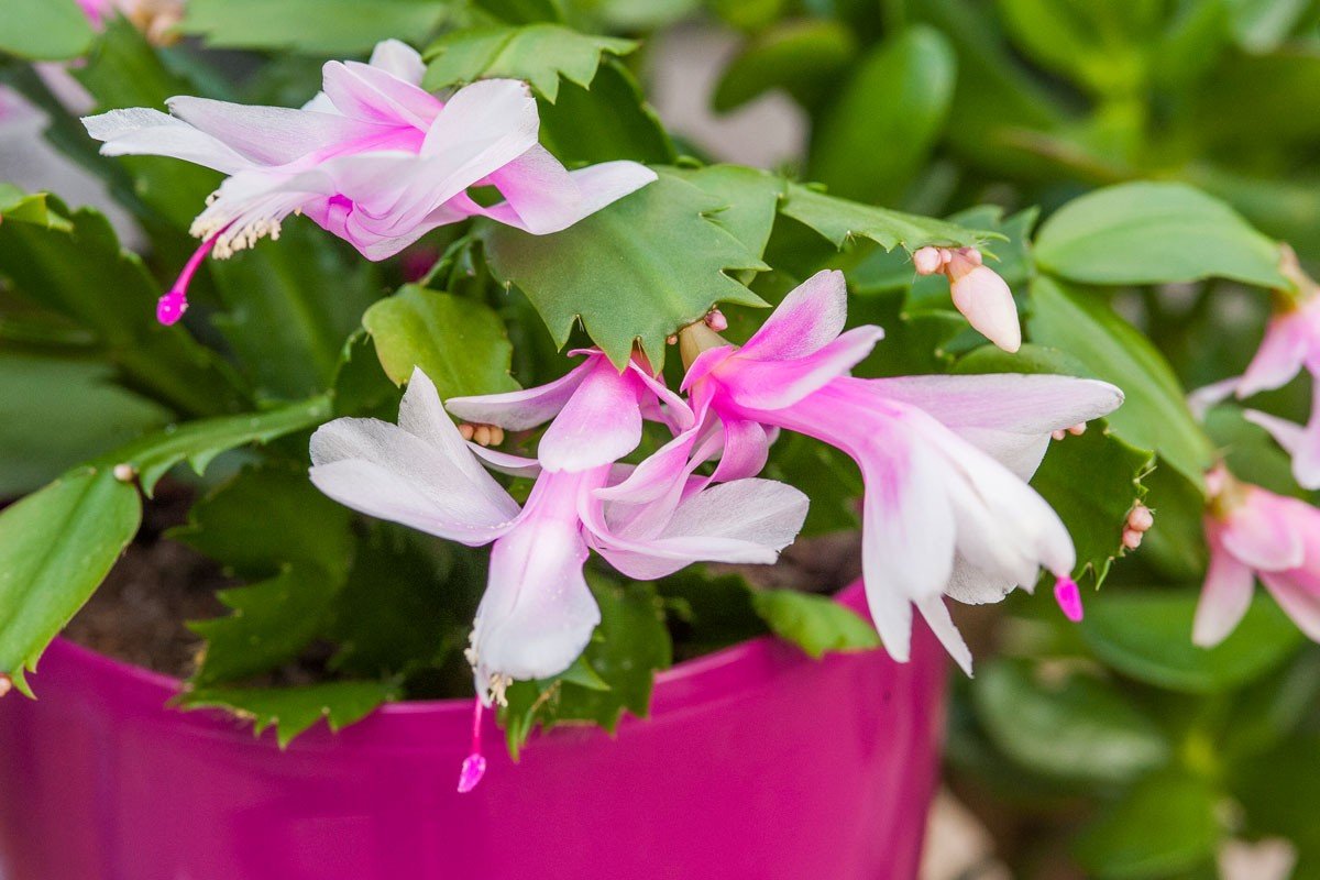 Christmas cactus grown in a pot