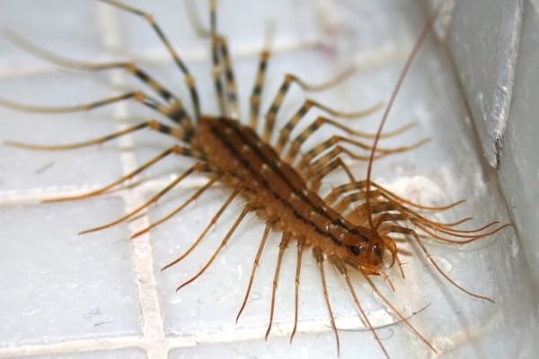 A house centipede on floor tiles at home that should not be killed