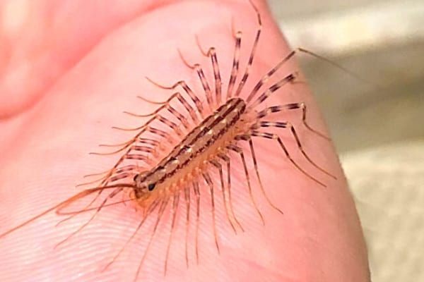 A house centipede on a hand showing it is not dangerous to humans