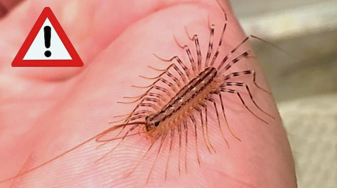 A house centipede on a hand to see if it is dangerous or not to humans