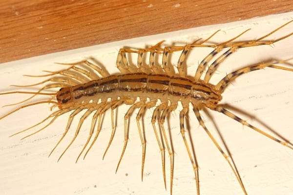 A large house centipede already in the house