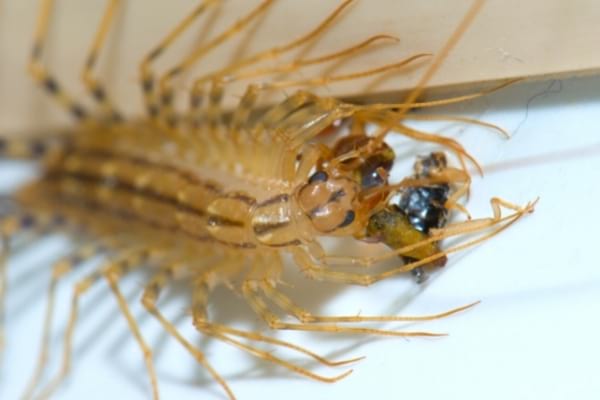 A house centipede eating a cockroach inside the house
