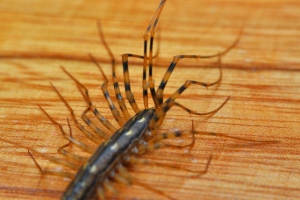 A house centipede on wood entering the house