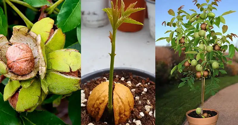 Fresh walnuts ready to be planted