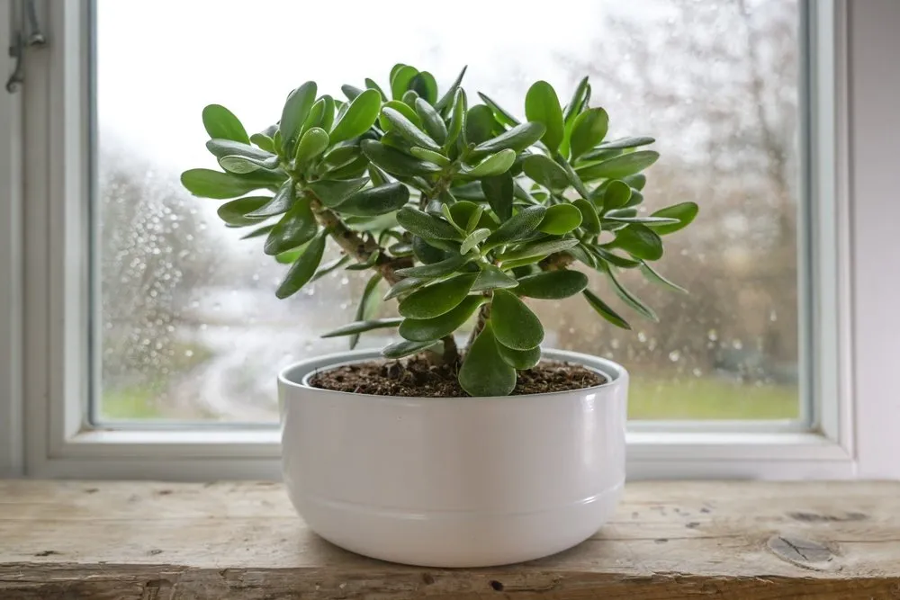 Jade plant inside a bright room