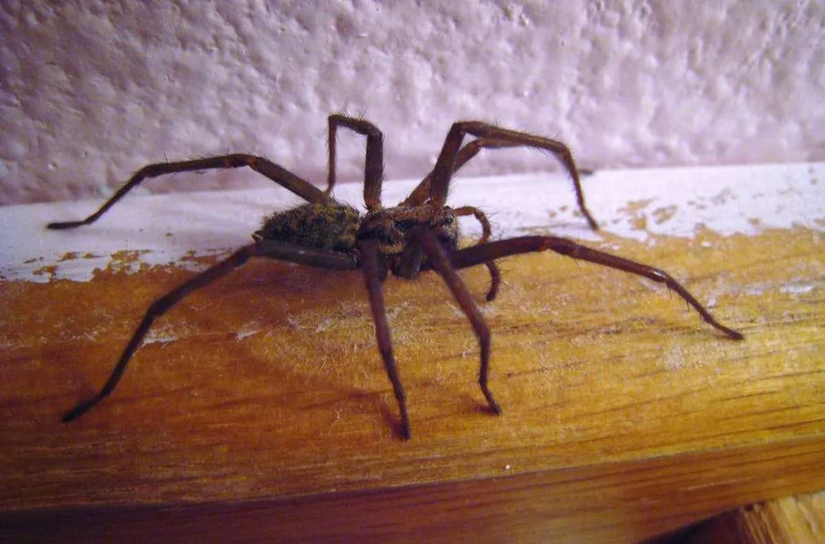 Spider weaving its web