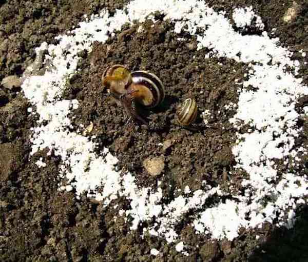 Diatomaceous earth natural slug and snail repellent