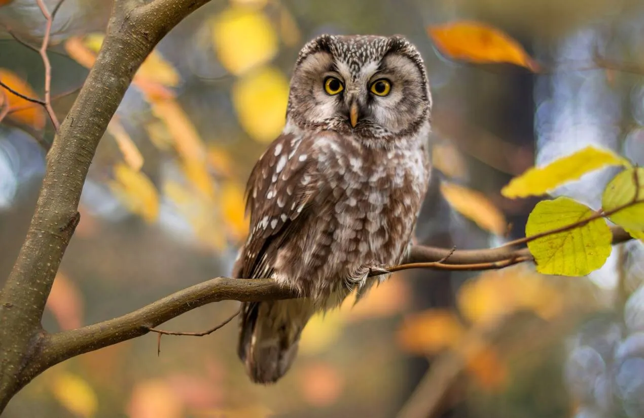 Owl perched on a branch