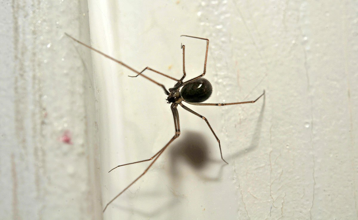 Spider on its web