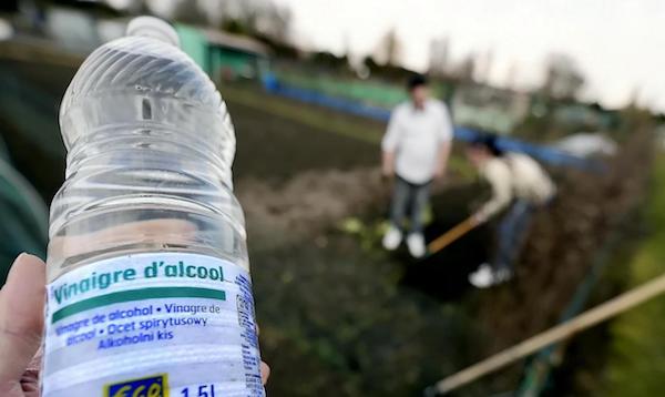 Using white vinegar against slugs in the vegetable garden