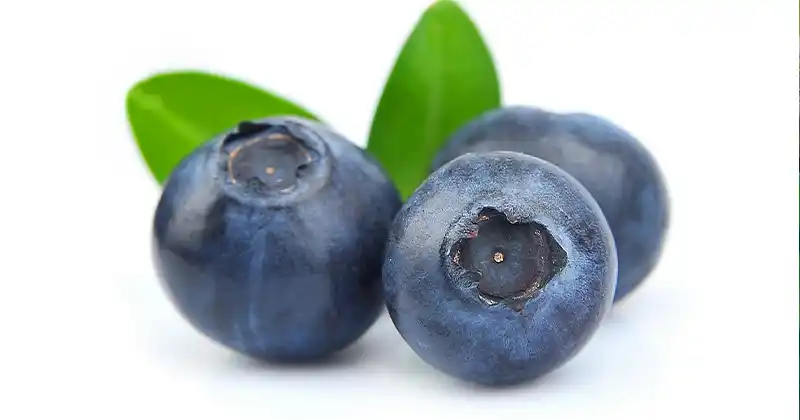 Fresh blueberries in jars
