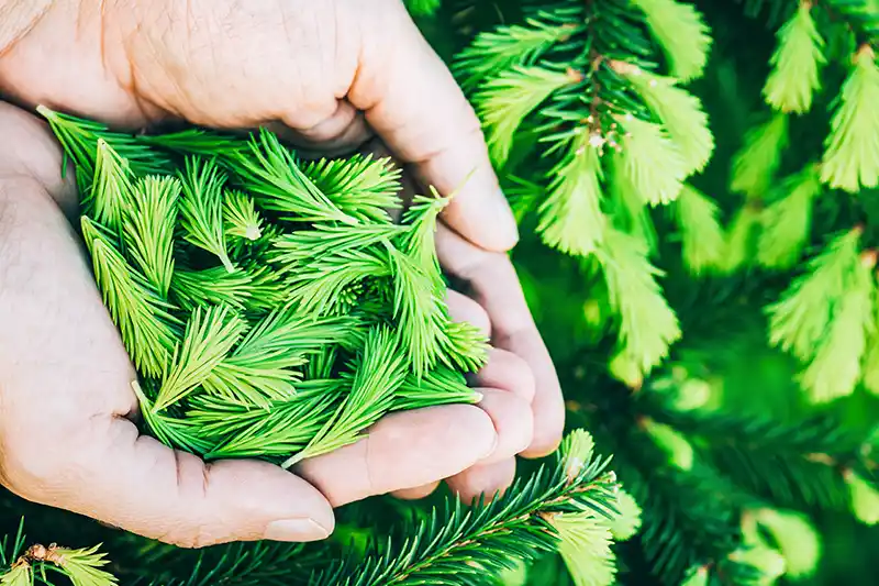 Culinary preparations using spruce shoots