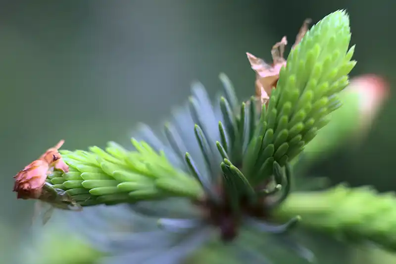 Health benefits of spruce shoots
