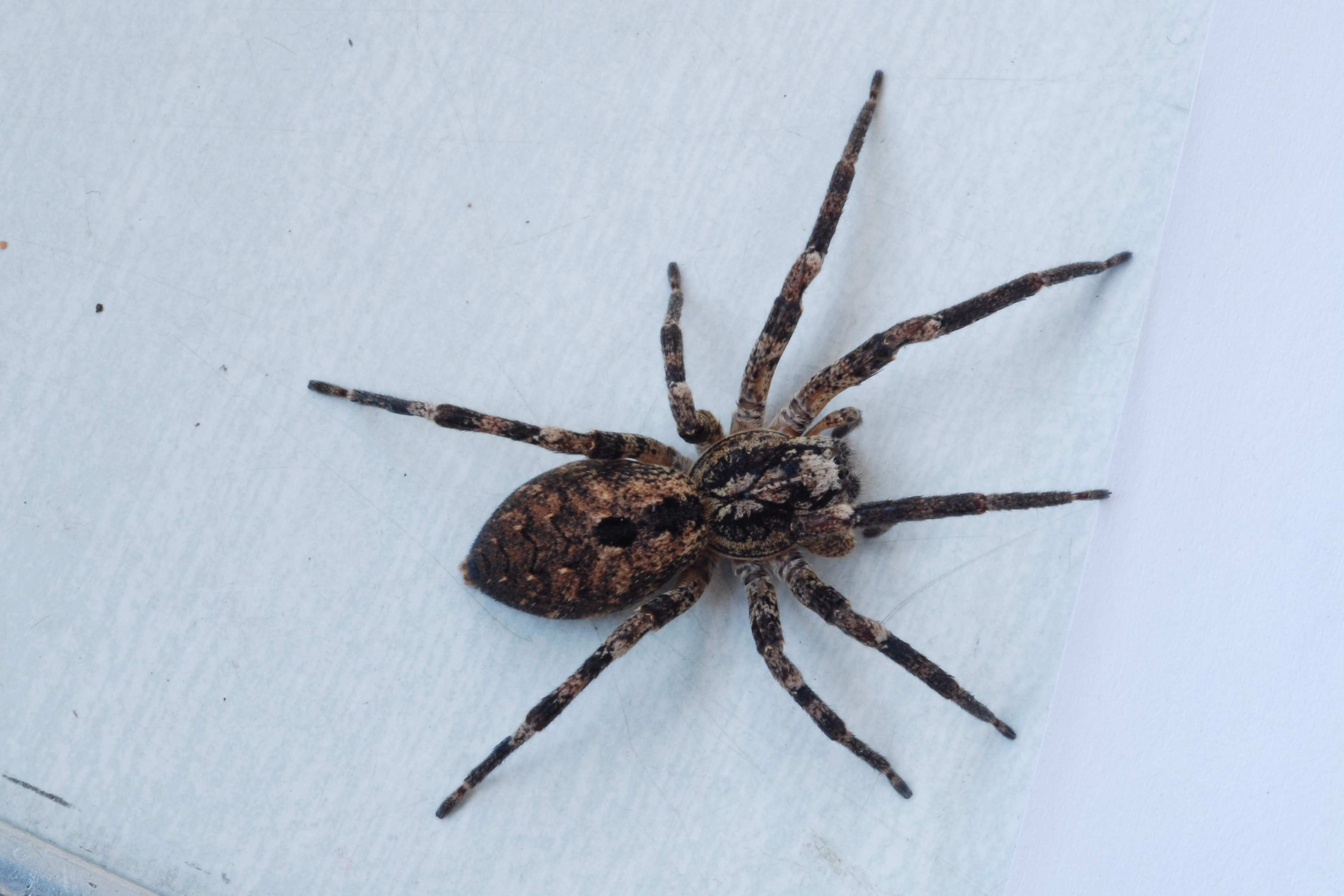 Tiger Spider