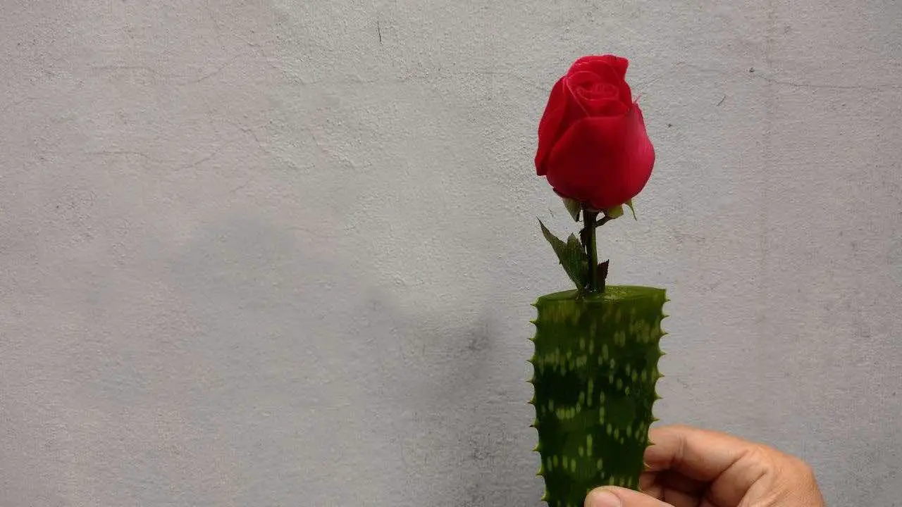 Rose cutting in a pot