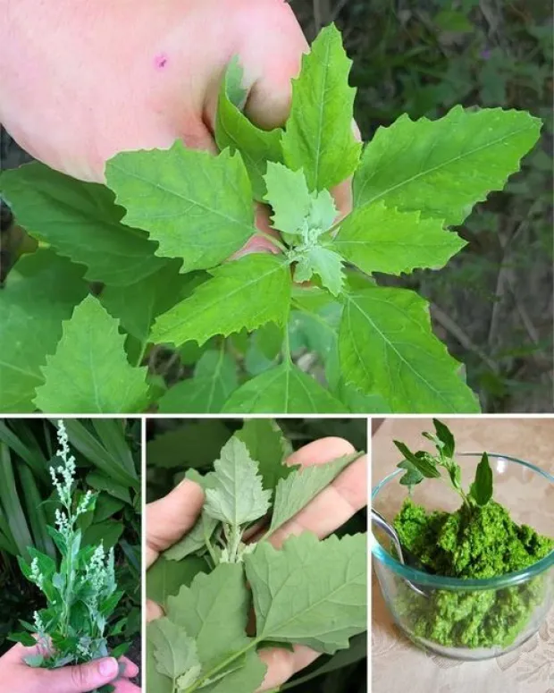 White Goosefoot, source of antioxidants