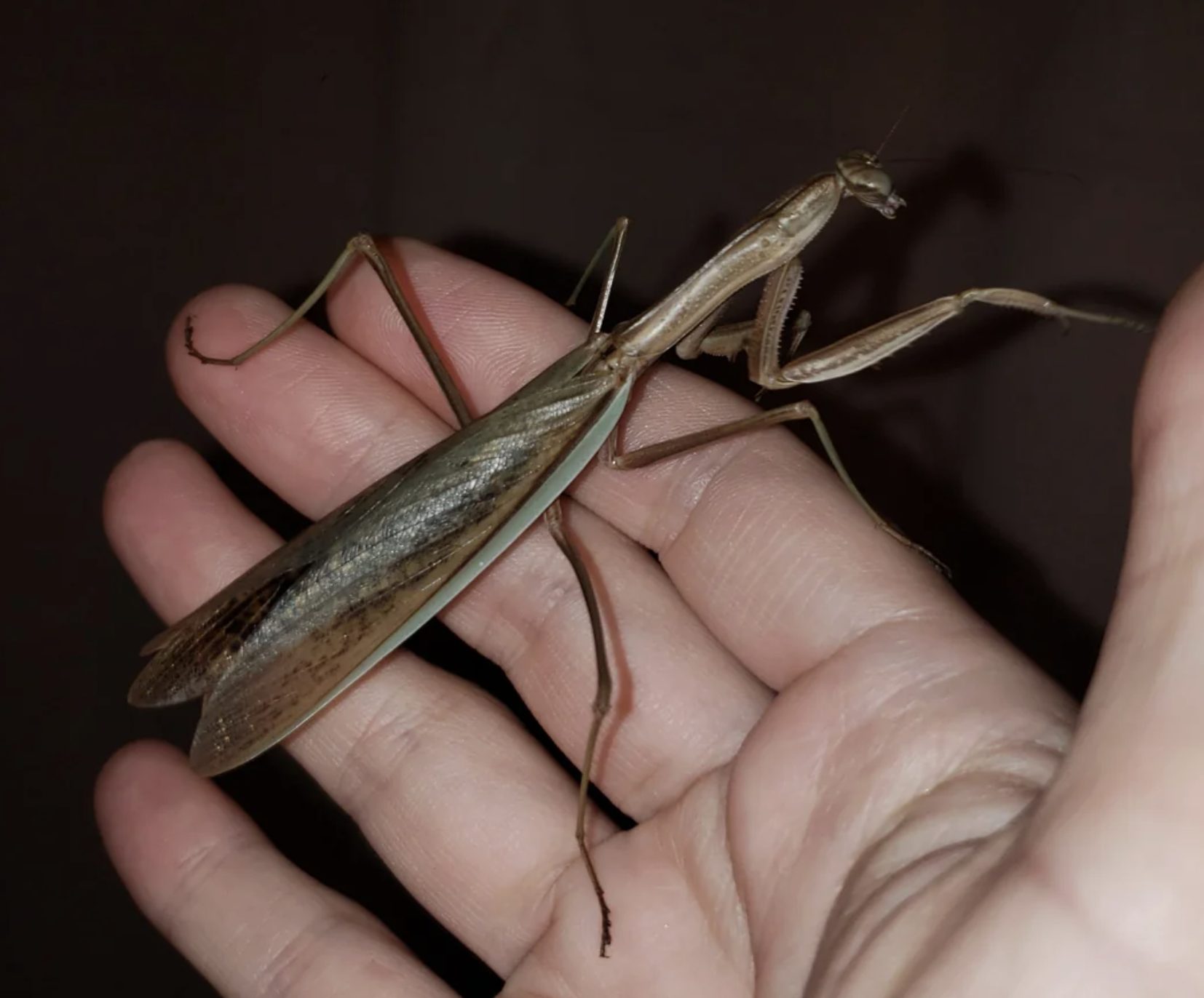 Praying mantis perched near a window