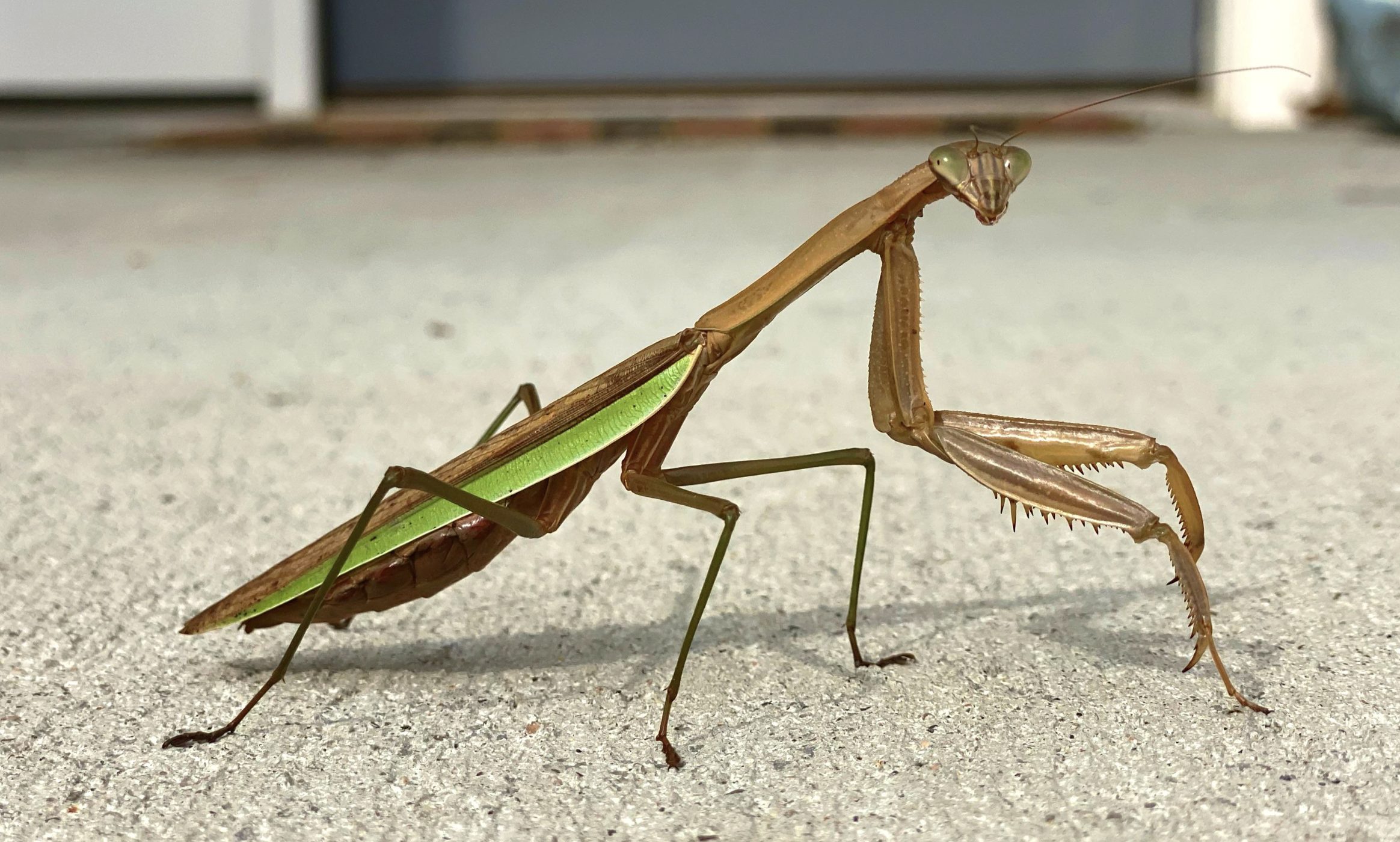 Close-up of a praying mantis