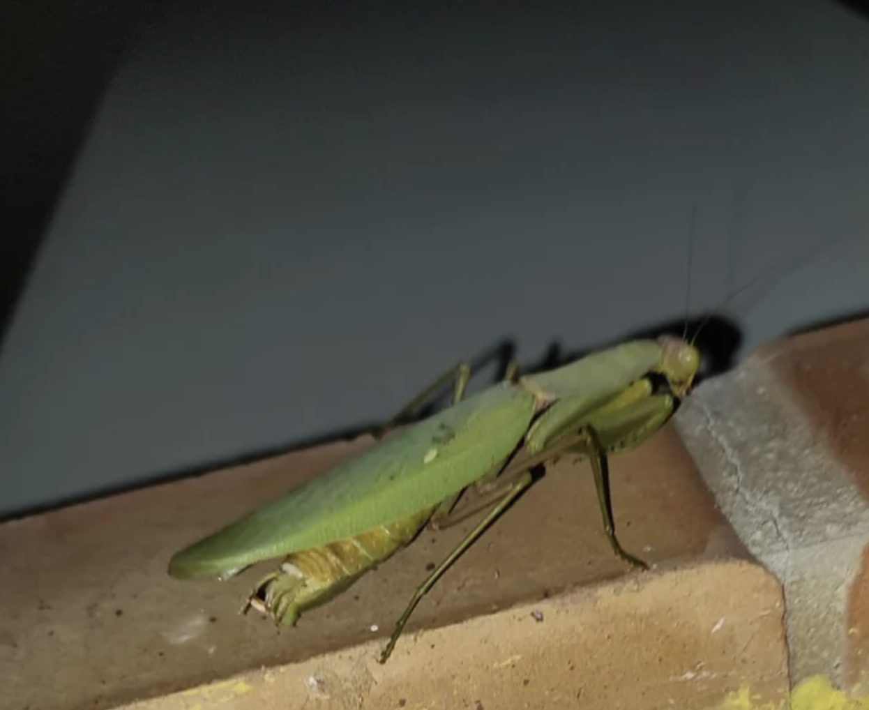 Praying mantis on an interior wall
