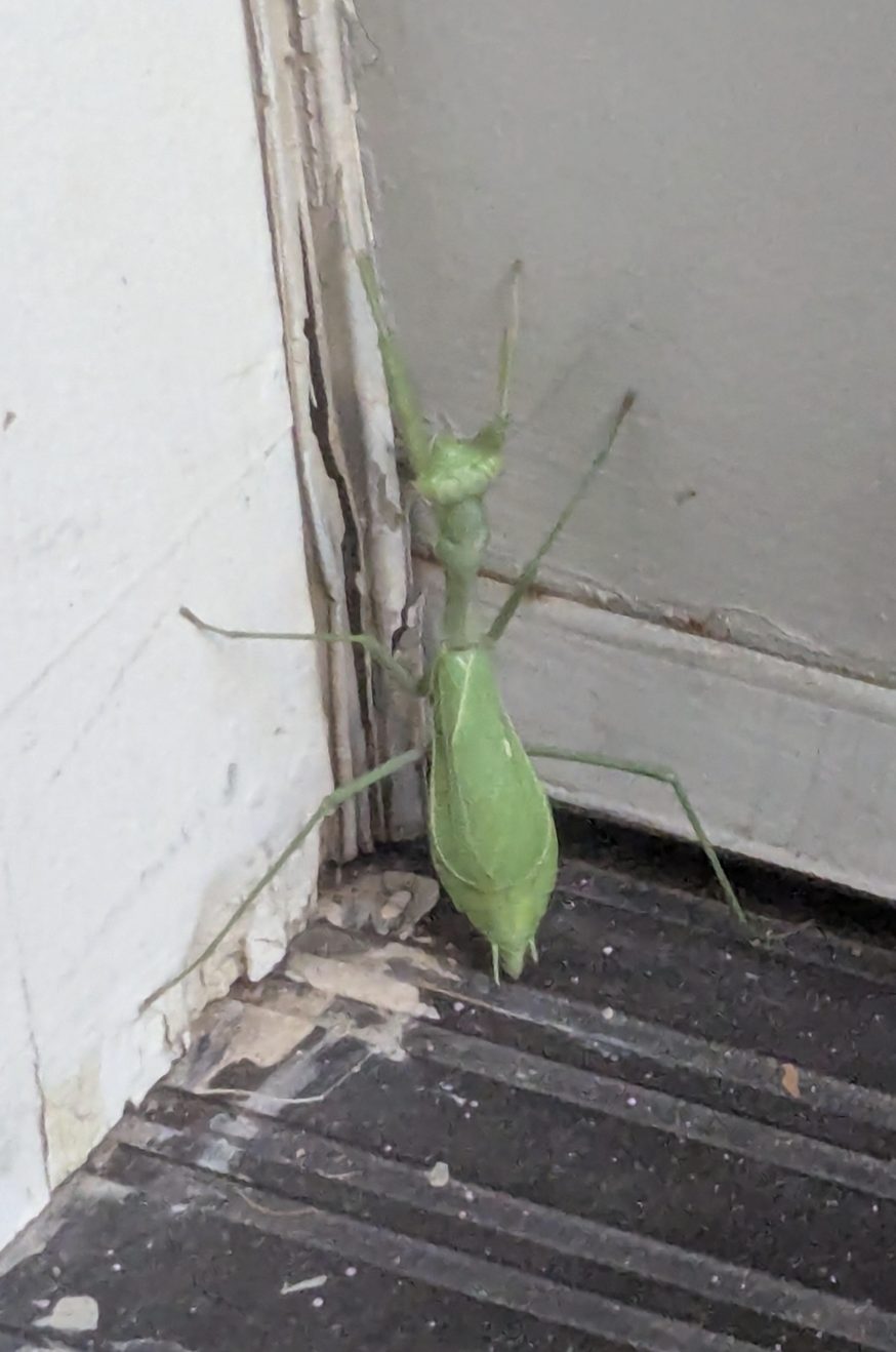 Praying mantis on a human finger