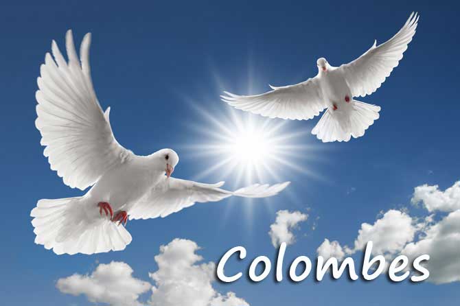 Two white doves
