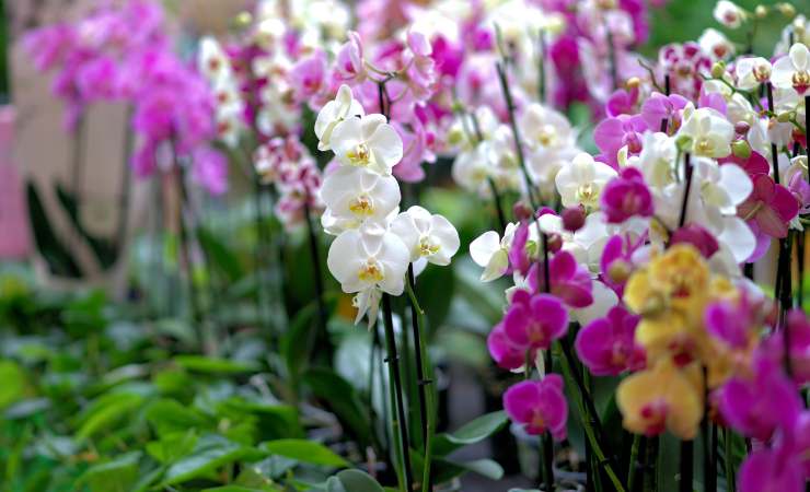 Orchid in a bright room