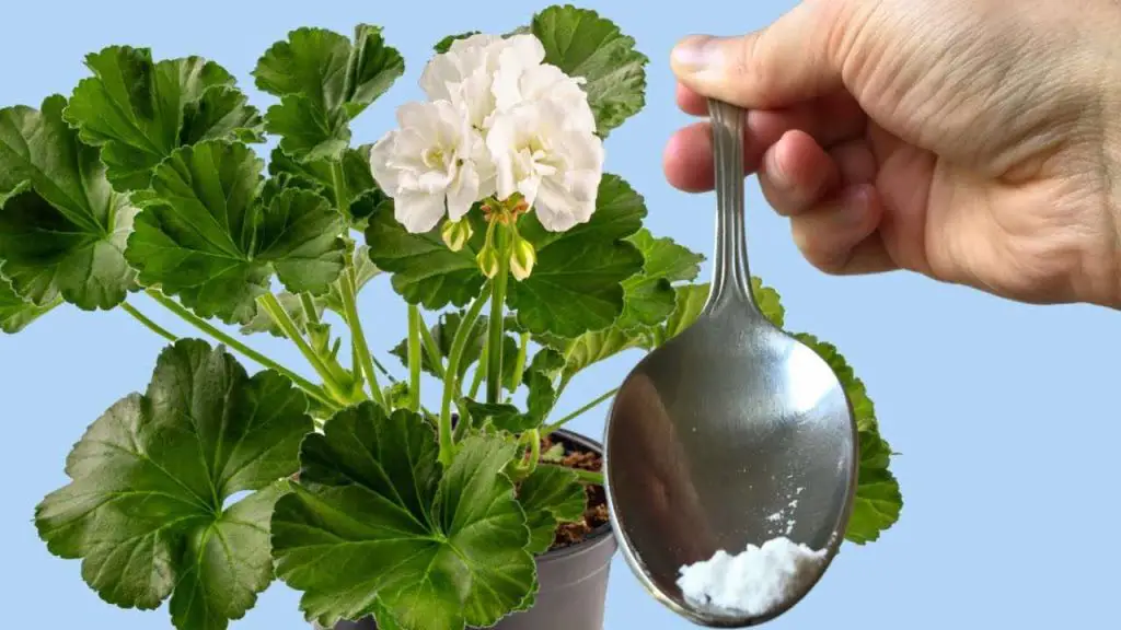 Plant and a spoon