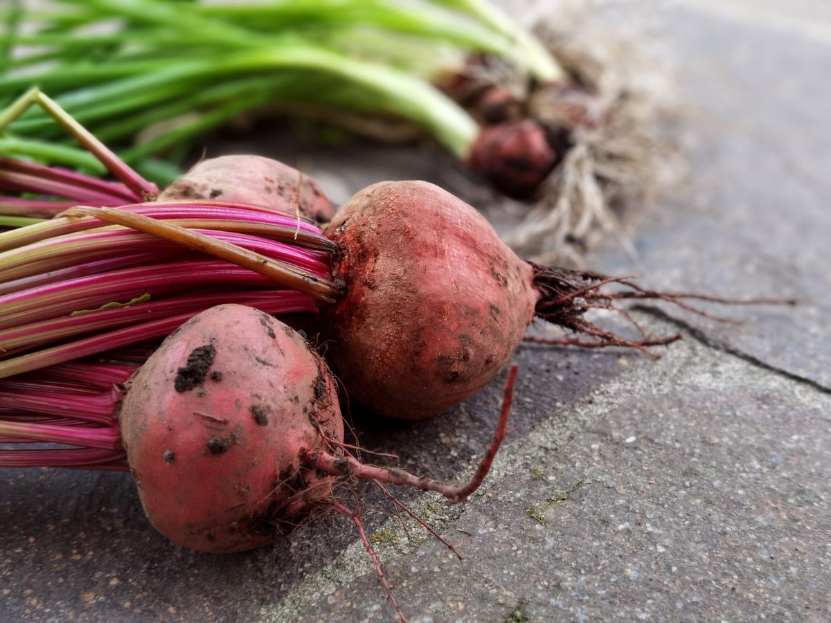 Whole fresh beets with stems and leaves on a countertop