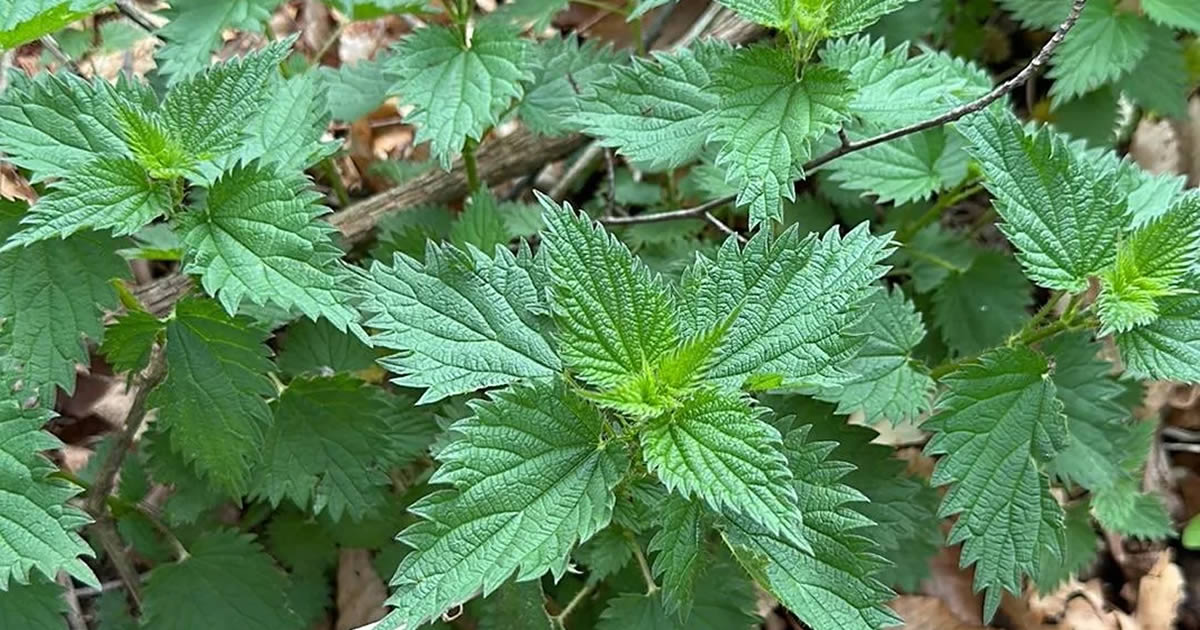 Stinging nettle plant