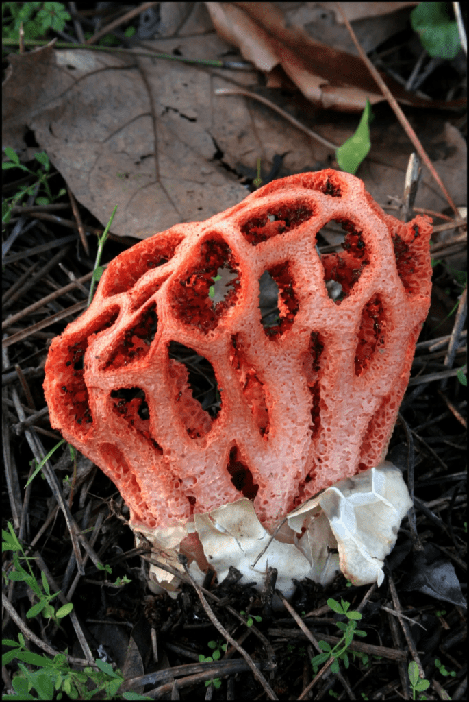 Phallus impudicus mushroom in its natural habitat
