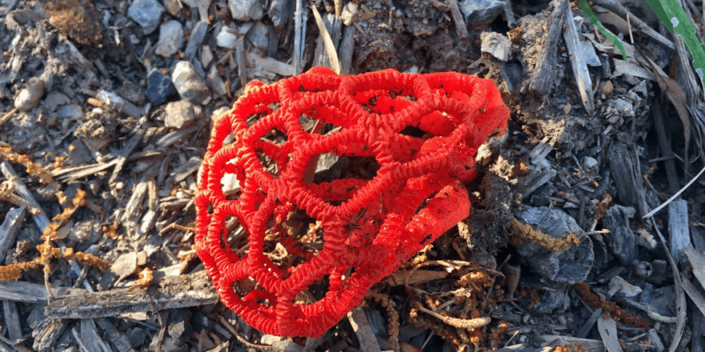 Emerging Phallus impudicus