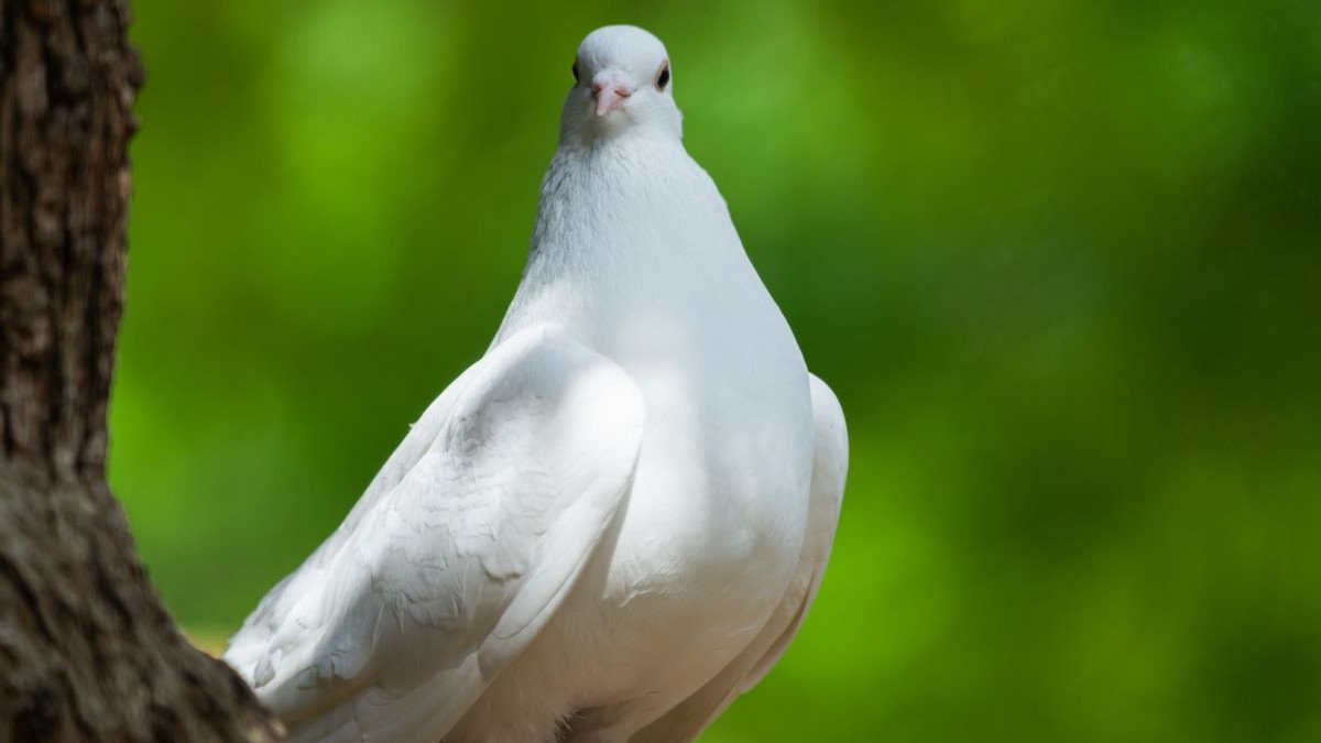 One single white dove
