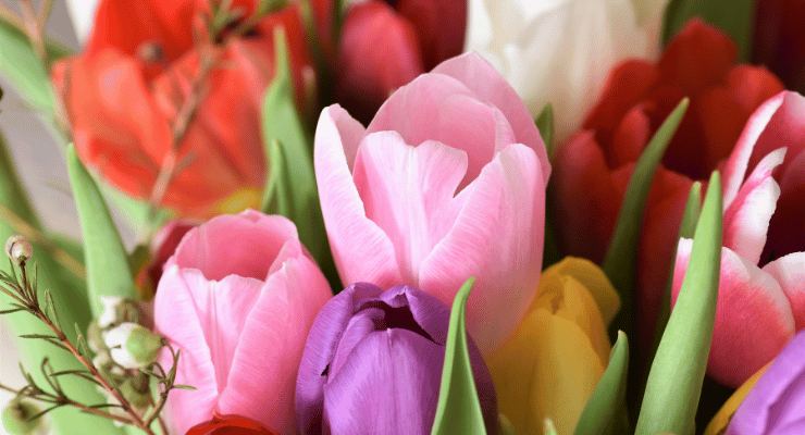 Flowers in full bloom