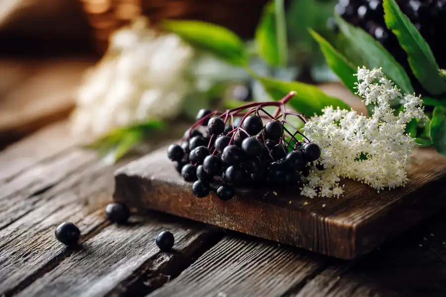 fresh elderberries