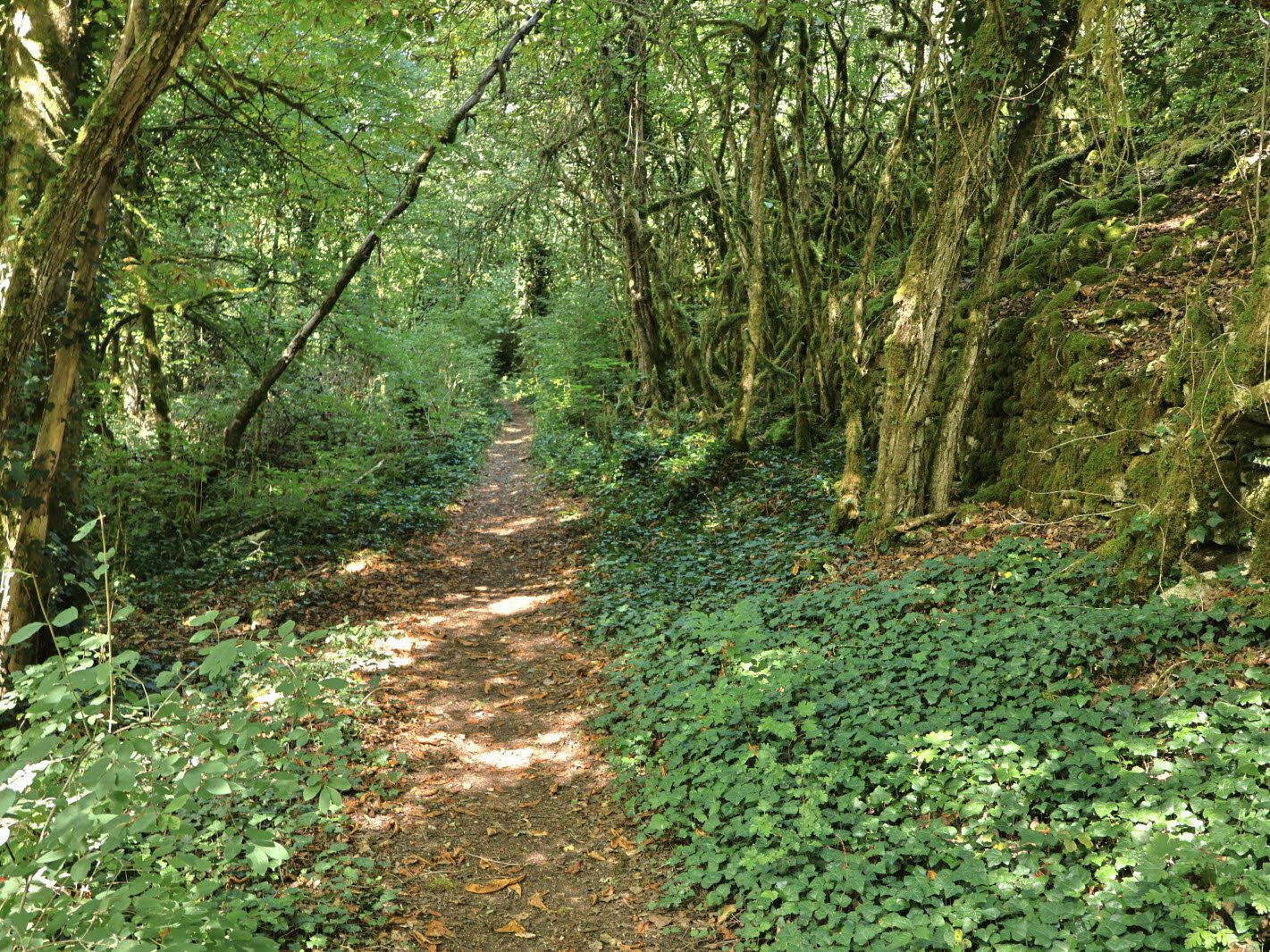 Hiking path through a dense forest undergrowth