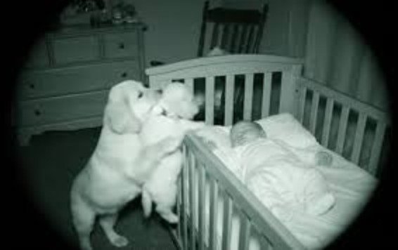 Puppy nestled against a baby