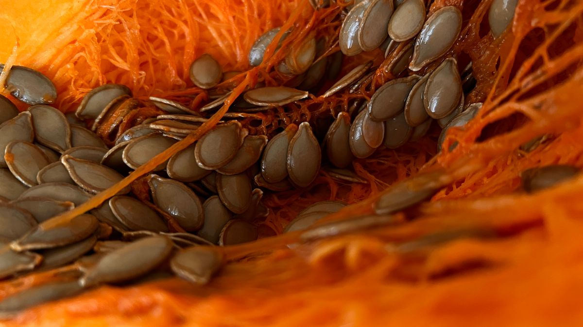 Fresh pumpkin seeds scooped from a pumpkin