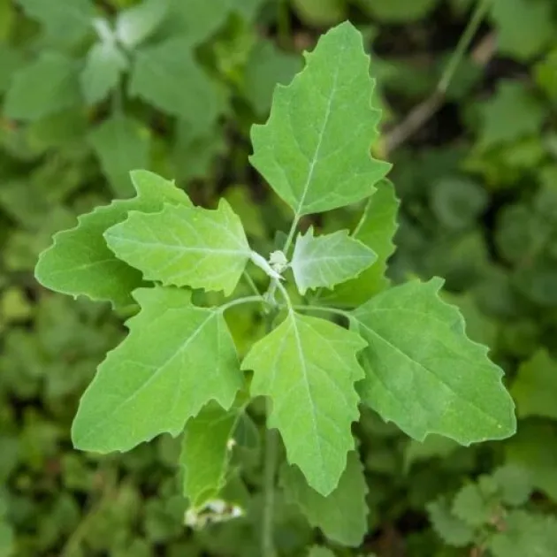 White Goosefoot proteins