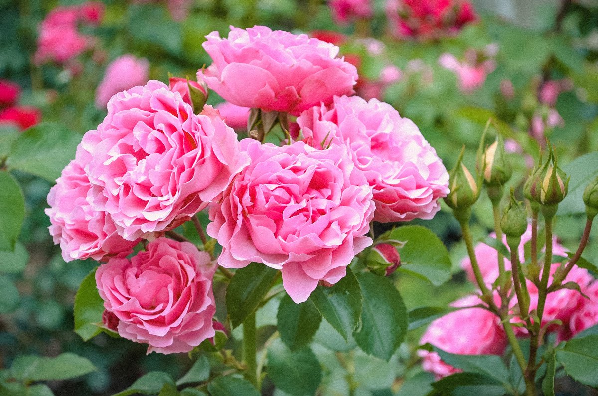 Rose bush in full bloom