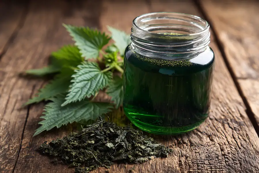 Stinging nettle leaf infusion