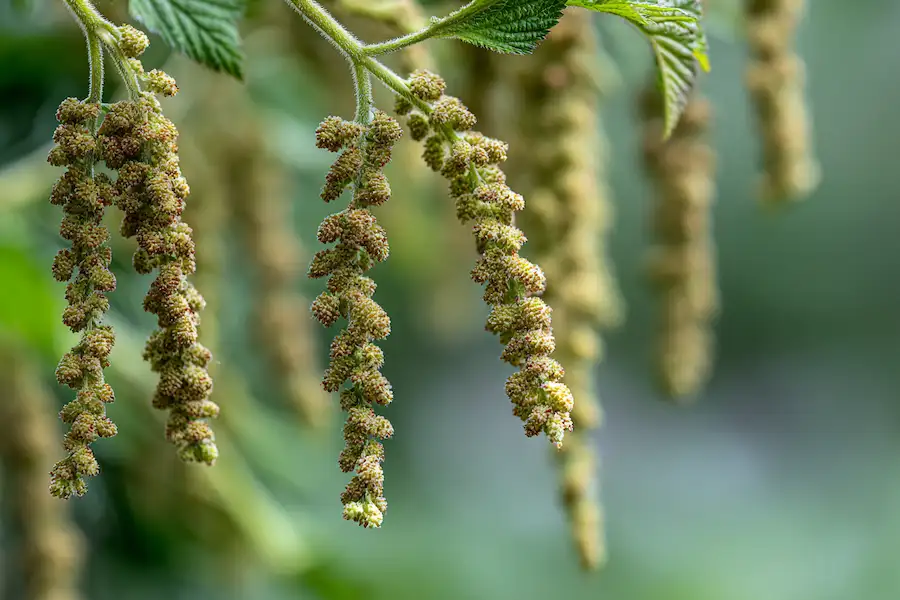 Close-up of stinging nettle seeds