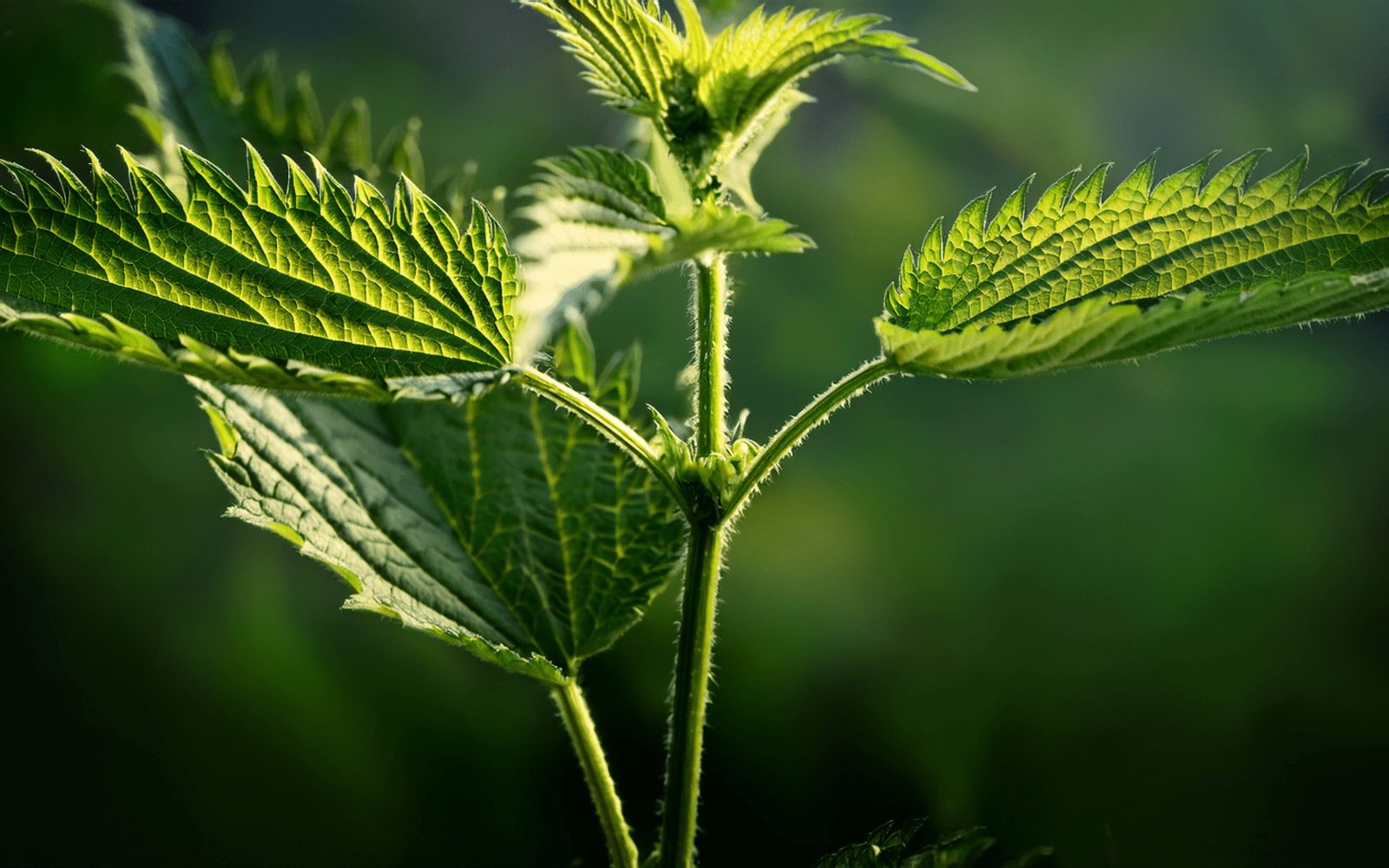 Harvesting stinging nettles