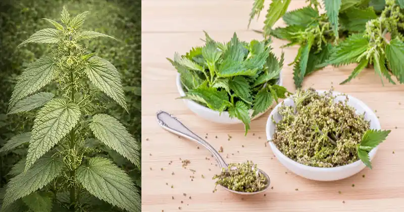 Stinging nettle